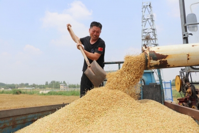 庆云县常家镇：夏收时节收麦忙 农民丰收正当时