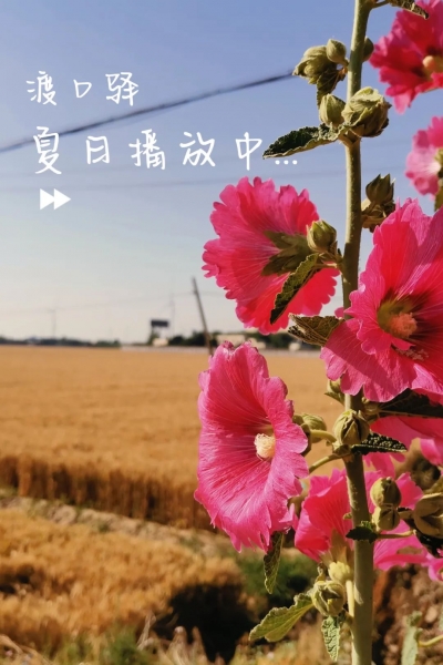 夏津县渡口驿：夏日播放中......