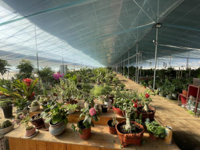 乐陵云红街道：党组织领办合作社 谱写乡村振兴“甜美乐章”