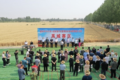 德州814.8万亩小麦开机收获 粮食机收减损技能大比武同日启动