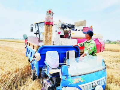 全链条节粮减损 | 颗粒归仓，齐河“晒”出答卷 
