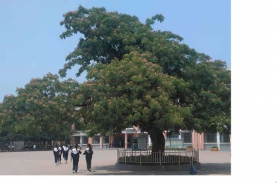 美文｜马玉凤：合欢树情缘