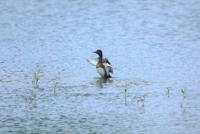 生态美，“贵”客至 | 国家一级保护动物青头潜鸭在夏津“安家落户”