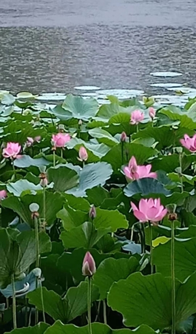 词｜王淑芬：采桑子 · 荷塘神韵