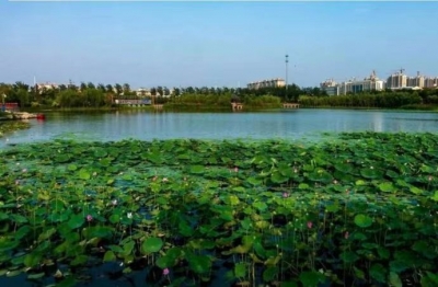 诗｜张学丰：夏日霁晨文昌湖即景