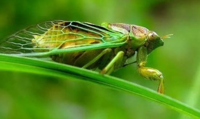 诗｜郭仲凤：七绝  · 蝉