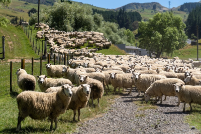 德州的国际朋友圈 | 新西兰黑斯廷斯市