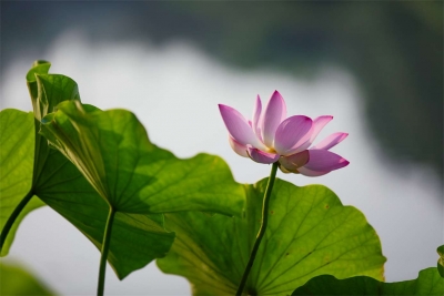 诗｜郭仲凤：七绝  · 夏趣