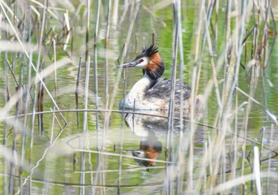 诗 | 李荣田：黄河湿地美景