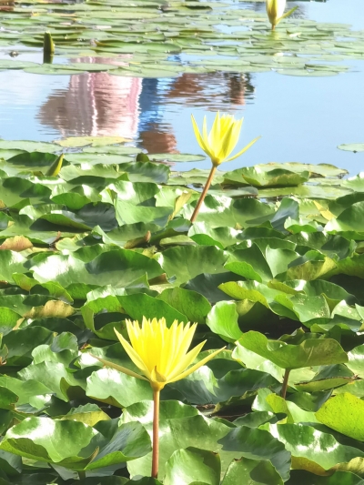 诗｜雷玉廷：小暑行（外一首）