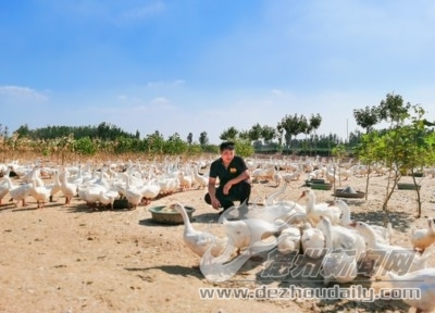 诗｜张清昌：咏鹅