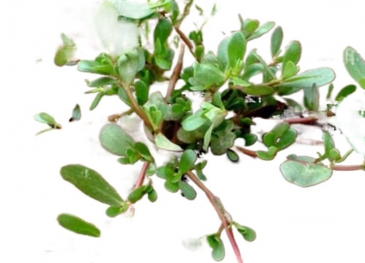 美文｜戴连强：马齿苋伴我入伏天