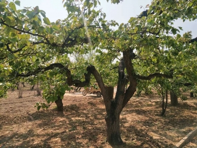 散文 | 黄桓存：雨后桑林