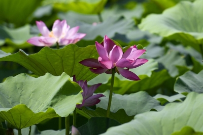 诗｜张学丰：七绝 · 大暑