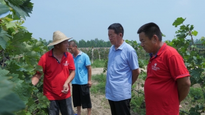 拓宽村企“共富之路” | 德城区葡萄产业党建联盟成立