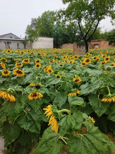 诗｜刘其强：油葵花开自芬芳