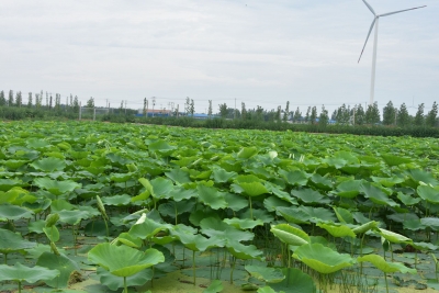 陵城区宋家镇 | 闲置洼地变荷塘 增颜又增收