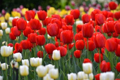 喜迎二十大｜德州市诗词协会作品辑（十）