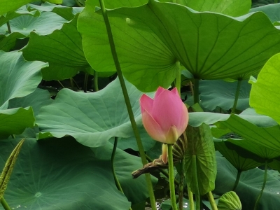 词｜李丽：浣溪沙 · 荷韵（外二首）