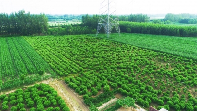 庆云县东辛店镇 | 金银花开“金银来”  花香溢满致富路