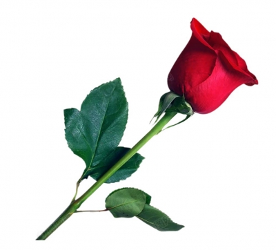 美文｜马玉凤：献给最美的白衣天使