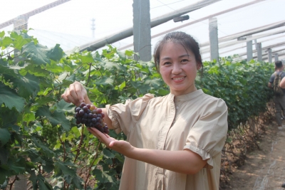 陵城玫芗葡萄网红采摘节开幕