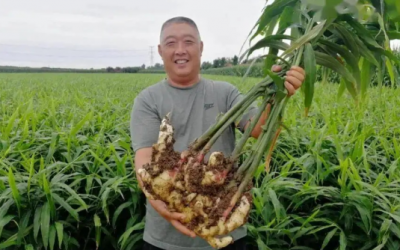 乐陵孔镇镇：优化资源配置  打造产业“飞地” 