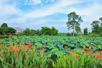 诗｜康丙云：夏日黄昏（外一首）