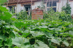 诗｜张洪崑：瓜秧