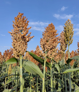 诗｜鲁秀丽：秋风