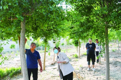 为家乡添绿增彩 | 德州市园林设计研究院经4年联合攻关培育出耐寒阔叶常绿树
