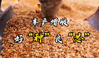 农业大省普及良种芯片 丰收节再交美丽答卷