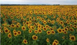 诗｜康丙云：秋夜思乡二首