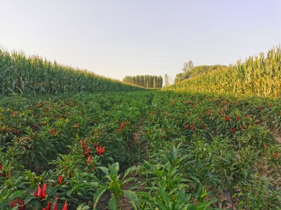 乐陵杨安镇：小辣椒“蹚出”红火致富路