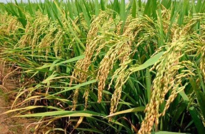 诗｜康丙云：秋分（外一首）