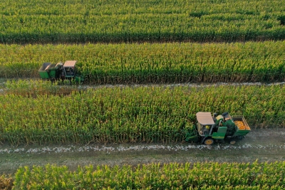 德报读图 | 金秋最美丰收时！德州：玉米开镰收获