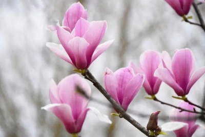 美文｜余风：珍藏20年的木兰花上联