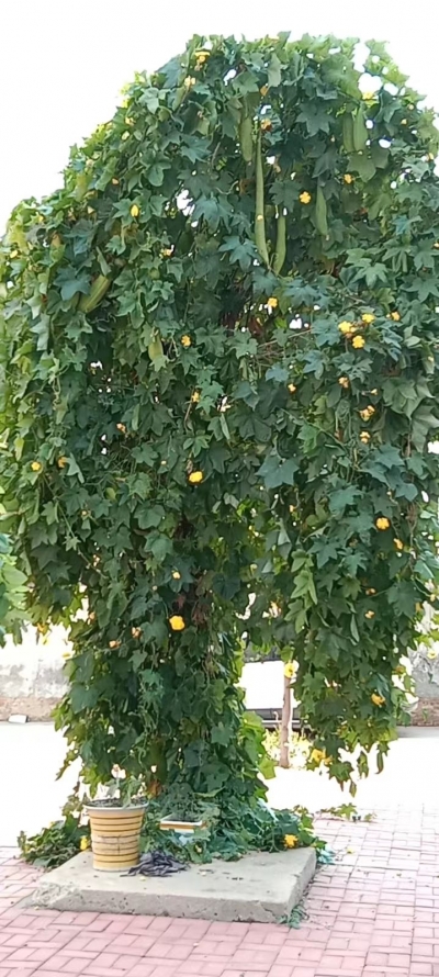 散文 | 郭飞：向上的人生