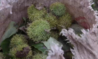 丰收见证①｜万亩板栗带来3000多万“真金白银”，全村忙得不亦乐乎