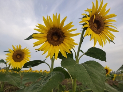 散文｜高立先：天边那抹美丽的晚霞