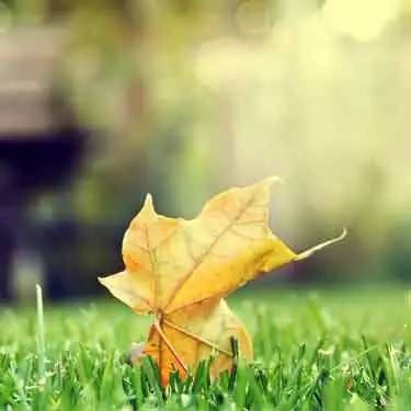 词｜余风：蝶恋花 ·  秋（外一首）