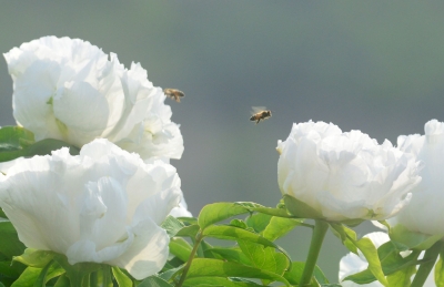 词｜谭晓红：采桑子 · 重阳节