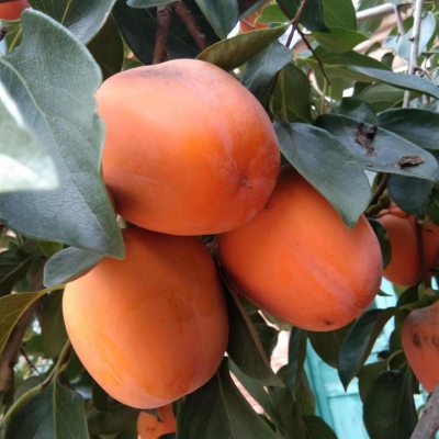 散文｜马玉凤：深秋话柿子