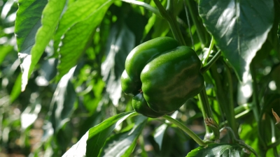 散文｜马玉凤：金秋时节话咸菜