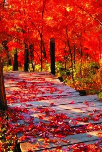 散文｜康丙云：飞舞的落叶与一首歌的过往