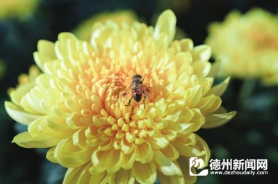 他山之玉 ·  扬州诗词｜董正元：画秋（外三首）