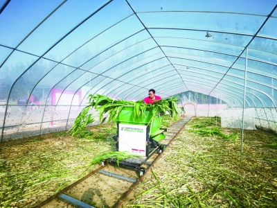 乐陵西段乡：村社企“共同体”创三赢