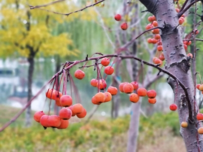 诗｜赵立章：咏海棠