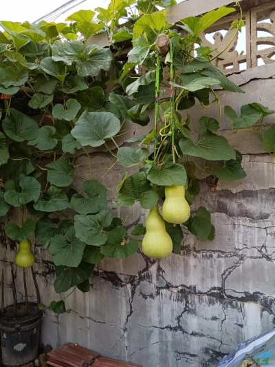 诗｜谭晓红：父母家的小院