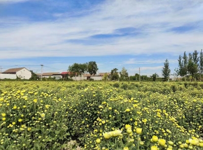 临邑：闲置土地种菊花 拓宽村民增收路